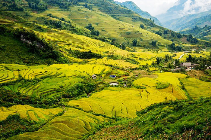 rizières terrasse vietnam Y Ty